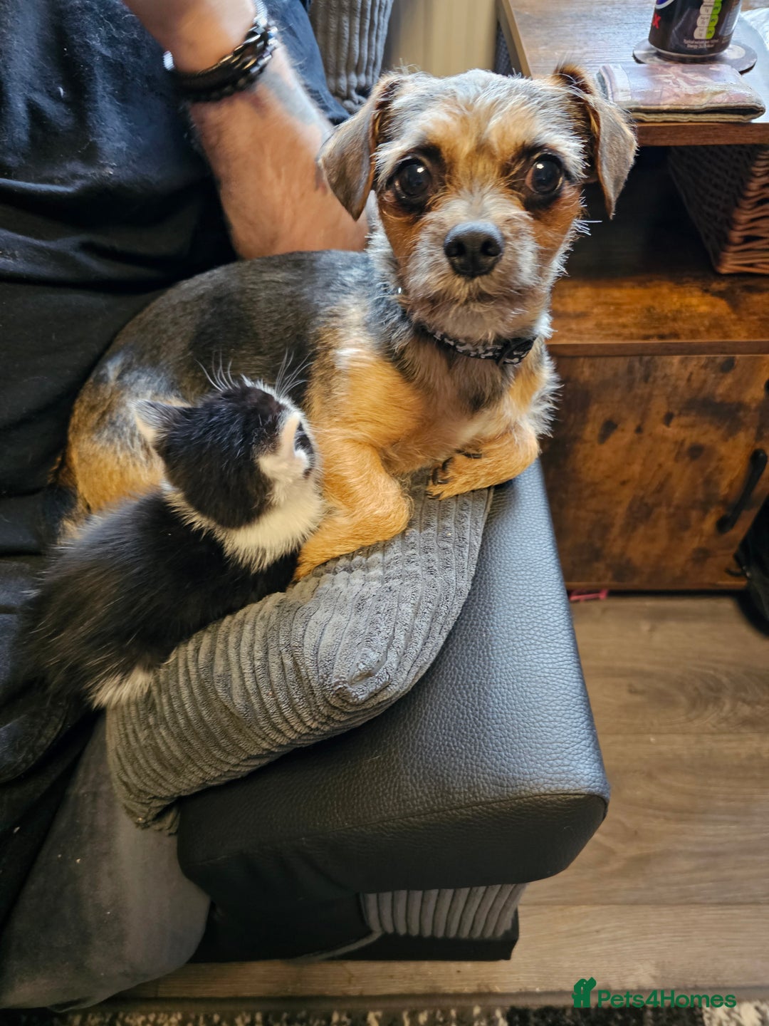 Mixed Breed cats for sale: Kittens 3 boys - Image 4