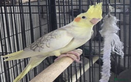 Cockatiels birds for sale: Young aviary Bred cockatiel  - Image 9