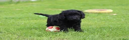 Cockapoo dogs for sale: Beautiful Cockapoo puppies for sale  - Advert 19