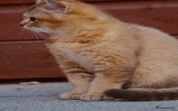 British Shorthair cats for sale: Last kitten left: TICA Golden Black Shaded BSH - Image 6