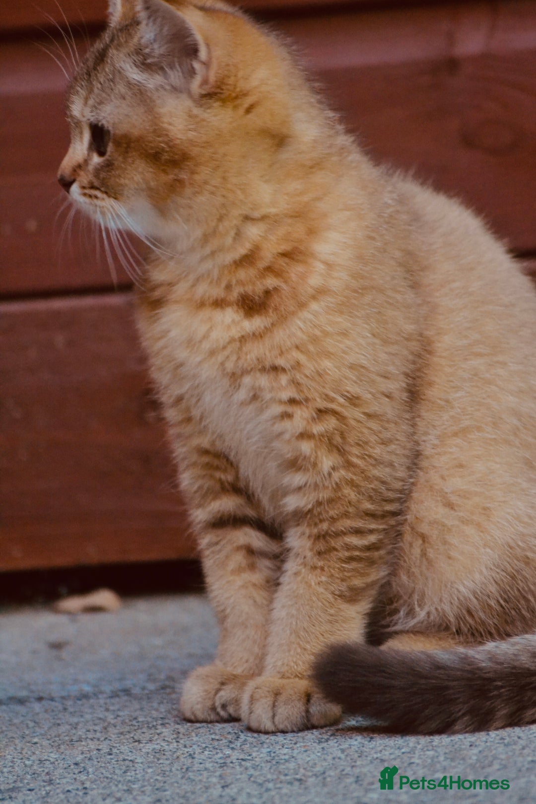 British Shorthair cats for sale: Last kitten left: TICA Golden Black Shaded BSH - Image 6