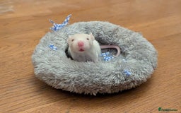 Rat rodents for sale: 4 male rats  - Image 6