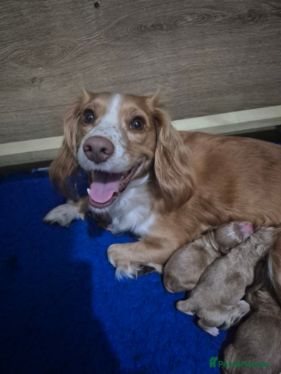 Cocker Spaniel dogs for sale: Cocker spaniel pups - Image 4