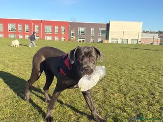 Cane Corso dogs Zeus 10m Cane Corso - Advert 7