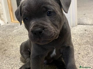 Staffordshire Bull Terrier dogs KC Champion Blue Staffordshire bull terrier - Advert 6