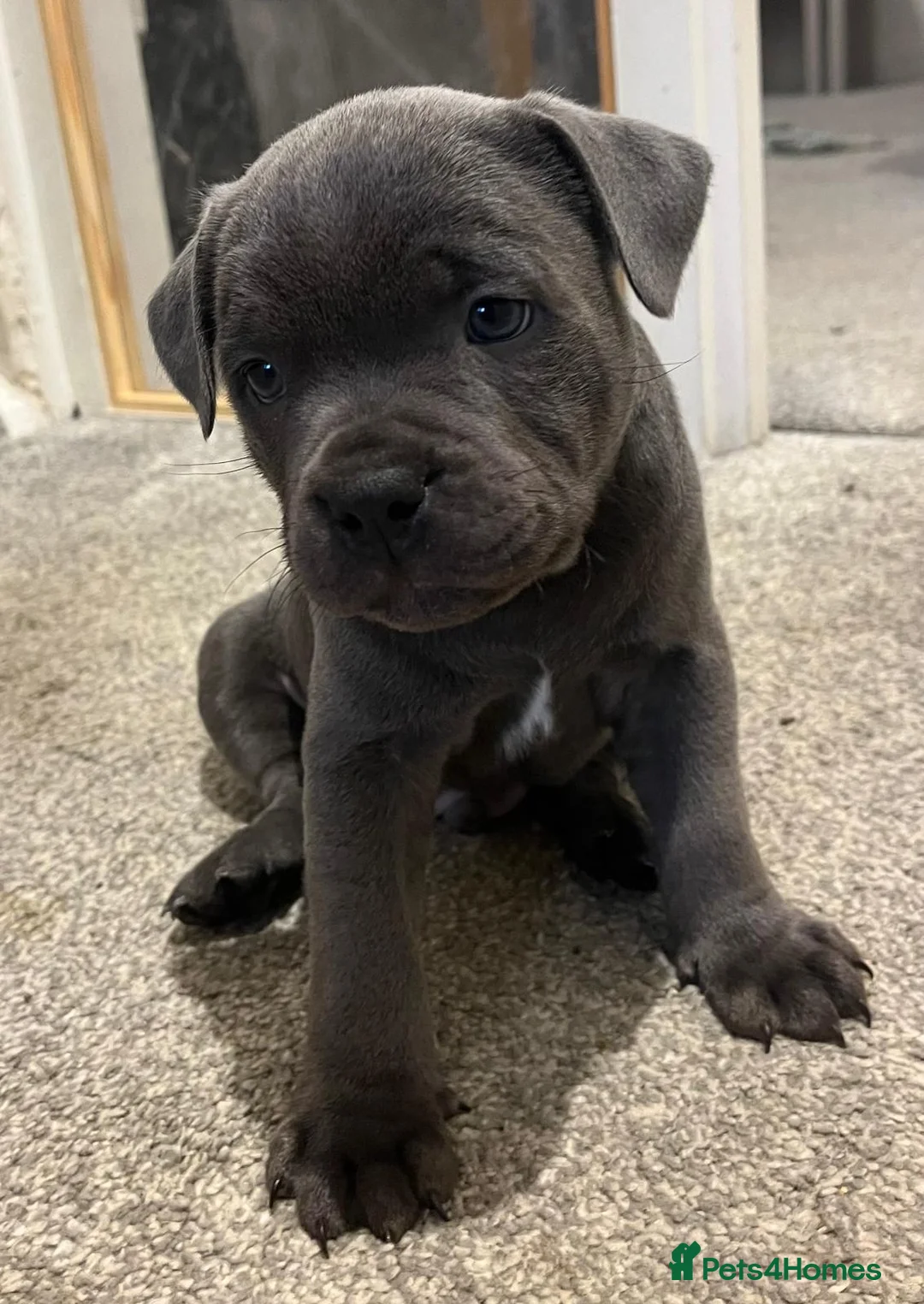 Staffordshire Bull Terrier dogs for sale: KC Champion Blue Staffordshire bull terrier - Advert 1