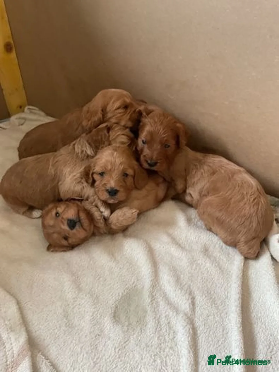 Miniature Poodle dogs for stud: Stunning Red Poodle for Stud in Motherwell - Advert 9