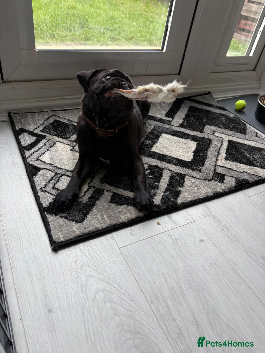 Pug dogs for sale: Doug the pug in Buckingham - Advert 2
