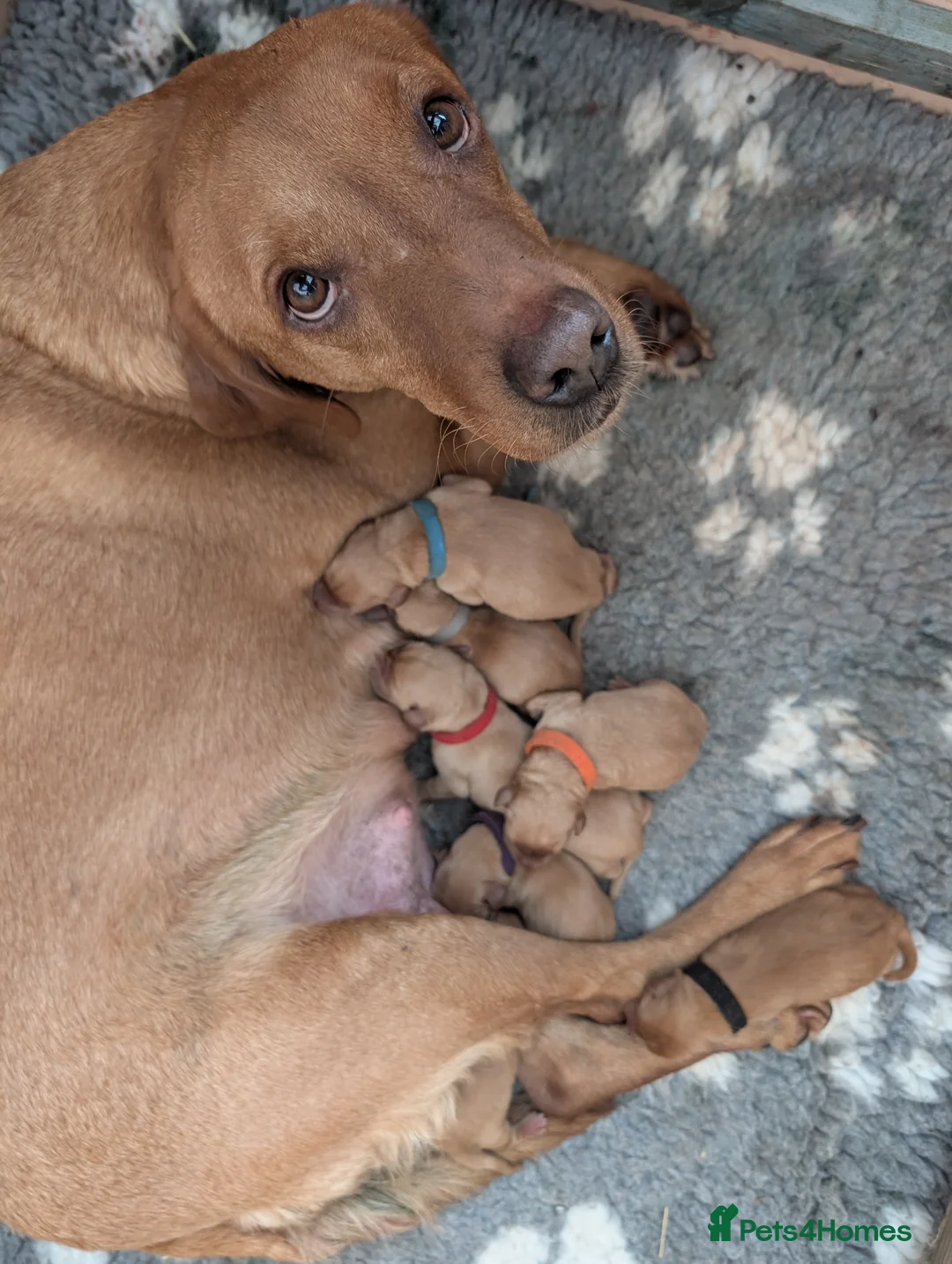 Labrador Retriever dogs for sale: Fox red Labrador puppies - Advert 2