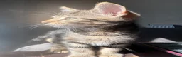 Abyssinian cats for sale: Absynnian tabby mix kittens 1 boy and 1 girl left in Margate - Advert 8