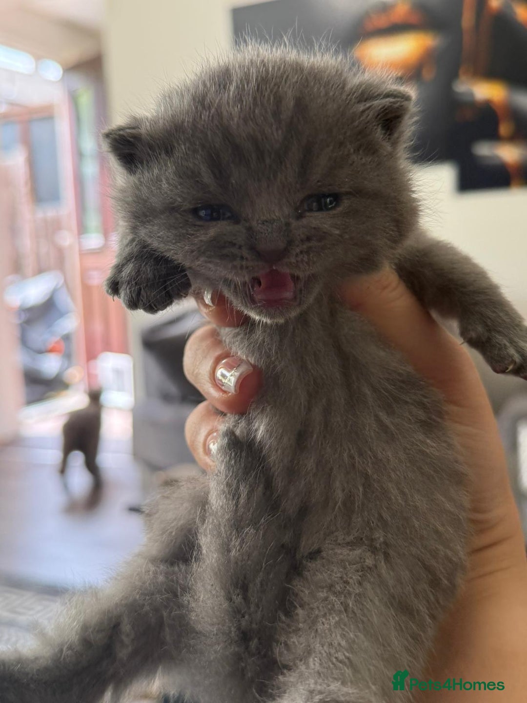 British Shorthair cats for sale: Five cute and naughty kittens for sale - Image 4