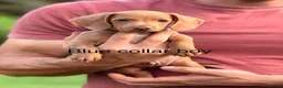 Miniature Dachshund dogs for sale: Gorgeous miniature dachshund boys ready to go  - Advert 10