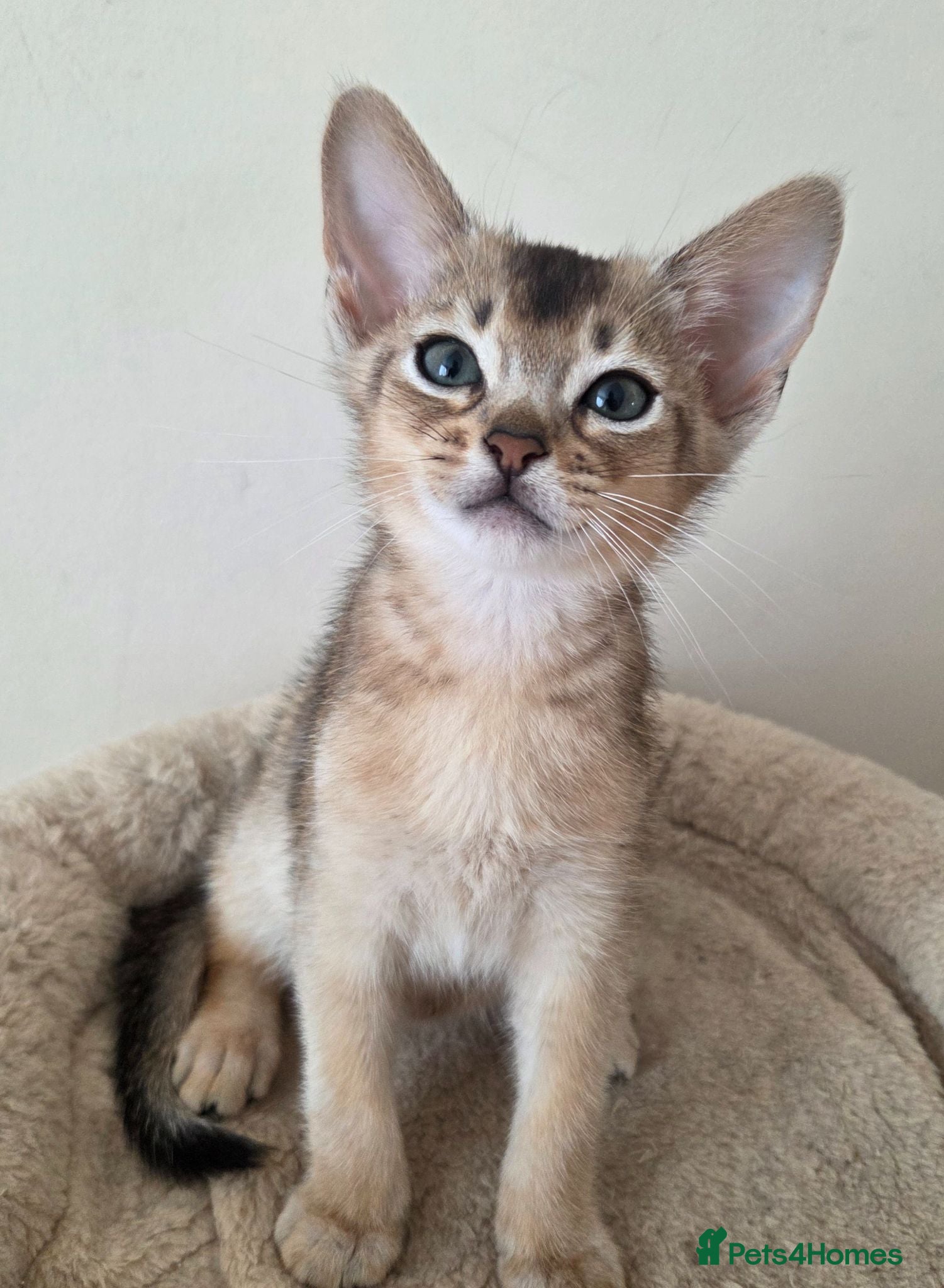 Abyssinian cats for sale:  💥 Only one boy available! ❤️ - Advert 2