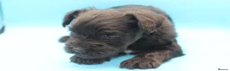 Miniature Schnauzer dogs for sale: 🌟 Exceptional KC Miniature Schnauzer Puppies 🌟 - Advert 19