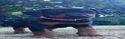 Dobermann dogs for sale: Mr Blue- A truly Free Range Doberman - Advert 38