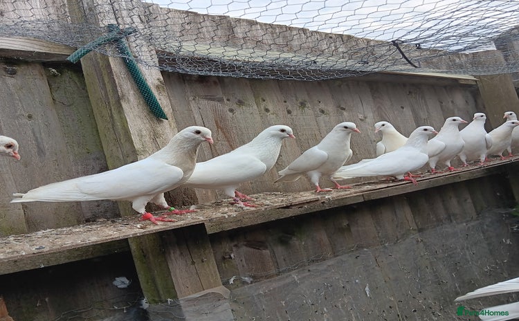 Pigeons birds - Advert 2