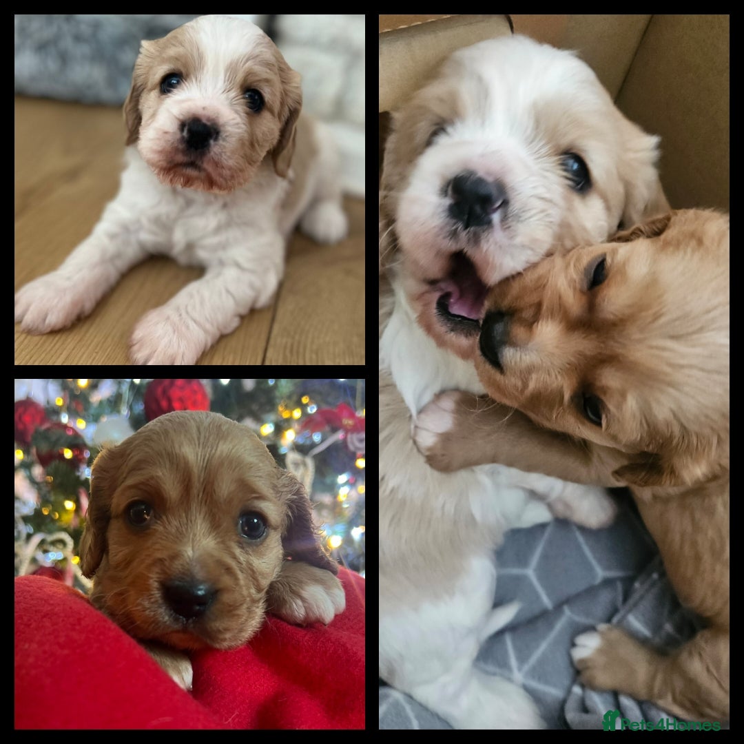 Mixed Breed dogs for sale: Cavapoo girl Ready for forever home - Advert 6