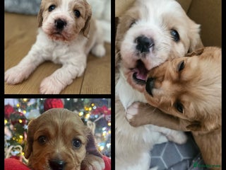 Mixed Breed dogs 2 Beautiful Female Cavapoo Puppies - Advert 5
