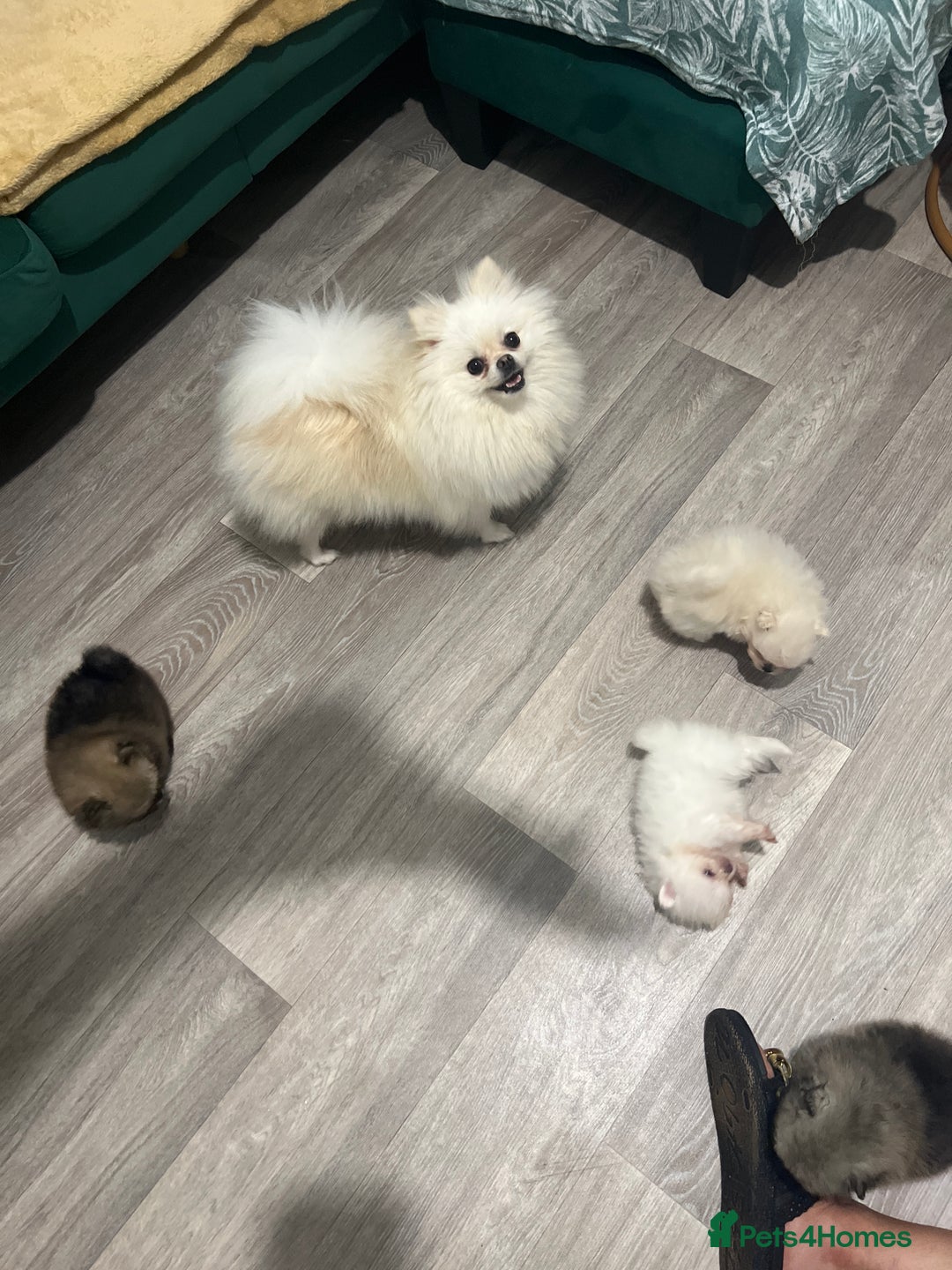 Pomeranian dogs for sale: Pomeranian toy  - Image 35