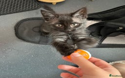 Maine Coon cats for sale: Smokey Mainecoon female  - Image 2