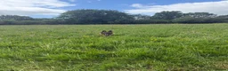German Shepherd dogs for sale: Beautiful Trained Sable German Shepherd - Advert 5