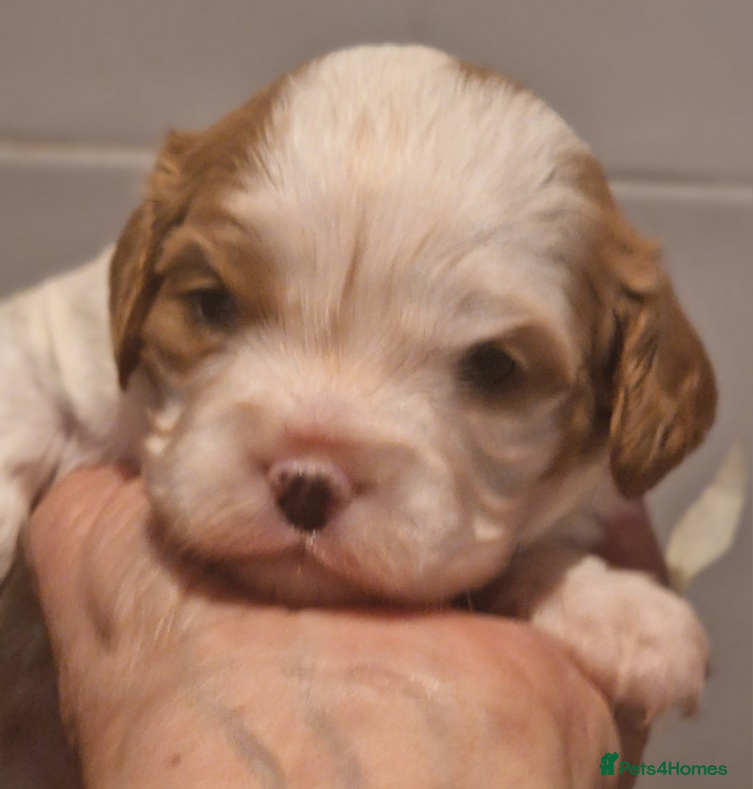 Cavalier King Charles Spaniel dogs for sale: Gorgeous k.c registered cavalier puppies  - Image 4
