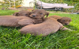 Cocker Spaniel dogs for sale: KC registerd working cocker spaniel puppies - Image 2