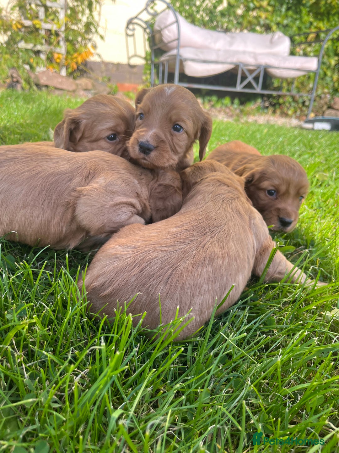Cocker Spaniel dogs for sale: KC registerd working cocker spaniel puppies - Image 2