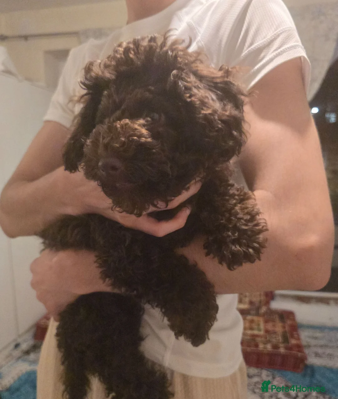 Toy Poodle dogs for sale: Toy Poodle  - Advert 2