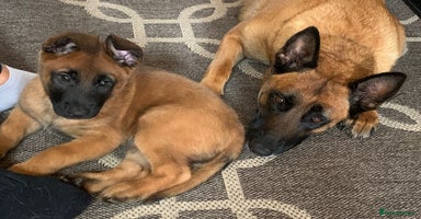 Belgian Shepherd Dog dogs in Leeds - Advert 6
