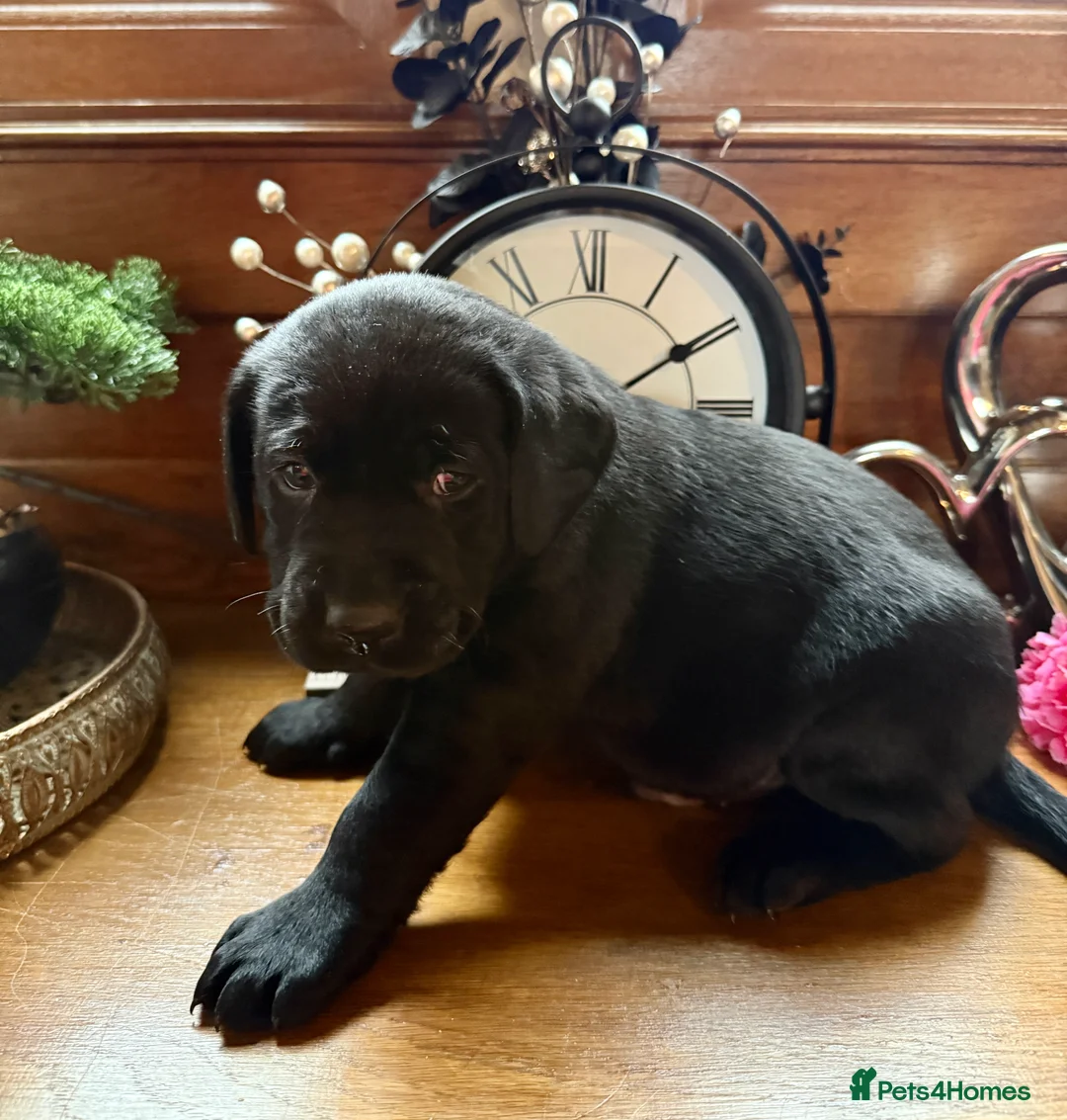Labrador Retriever dogs for sale: KC Labrador puppies  - Advert 7