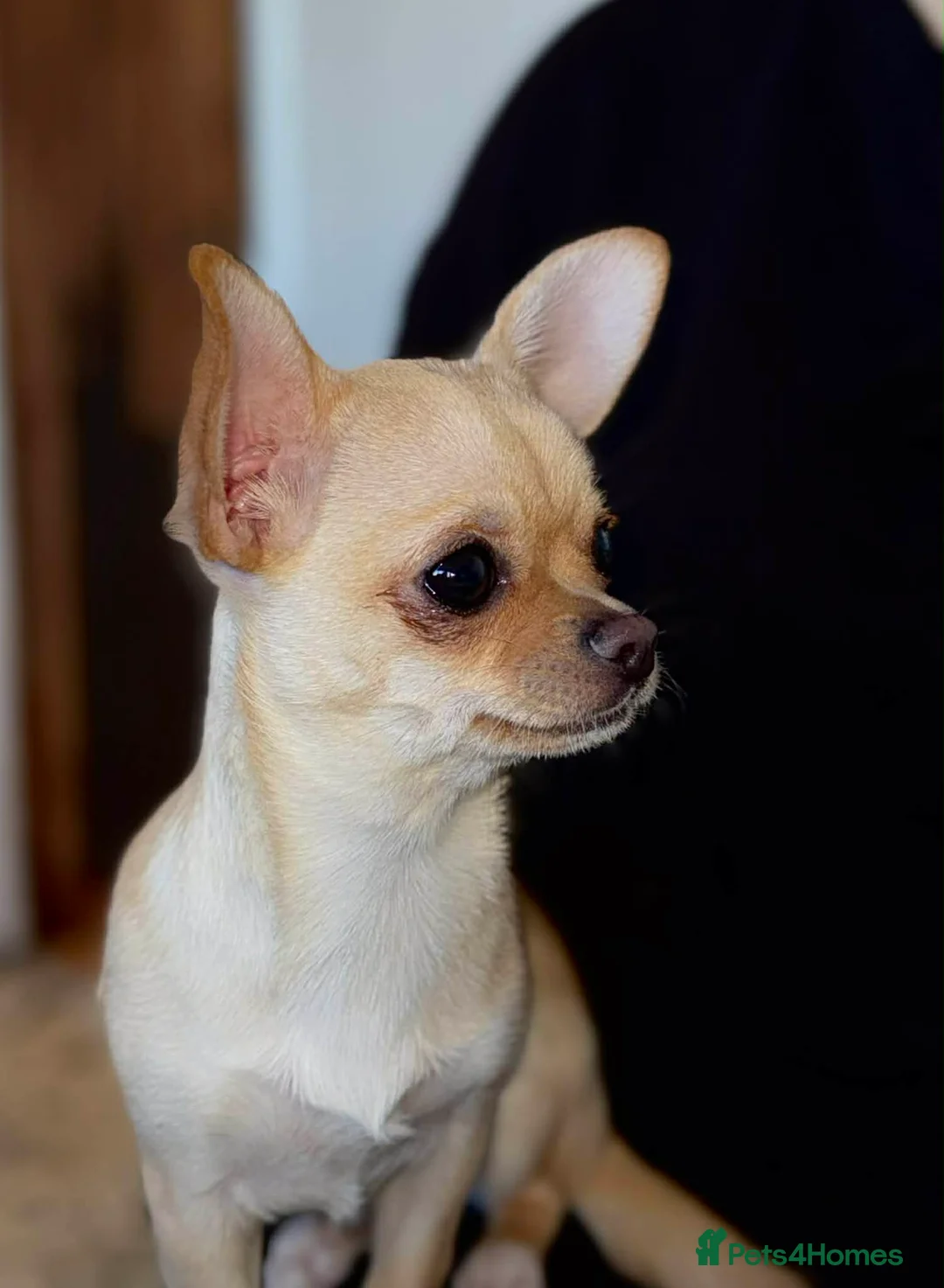 Chihuahua dogs for sale: chihuahua  - Advert 2