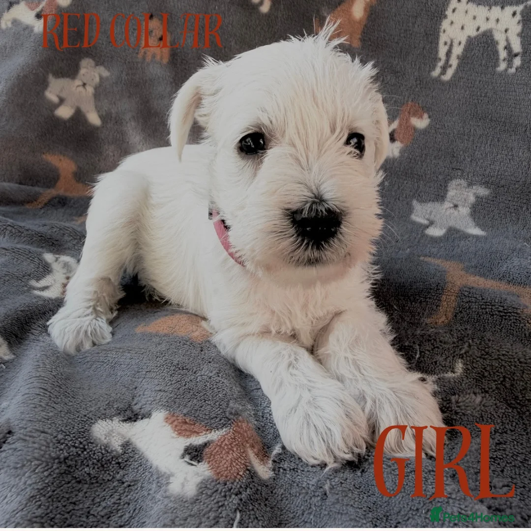 Miniature Schnauzer dogs for sale: Beautiful Miniature Schnauzers  - Advert 2