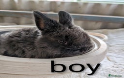 Lionhead rabbits for sale: Black otter lop x lionhead 8 week old rabbits  - Image 2