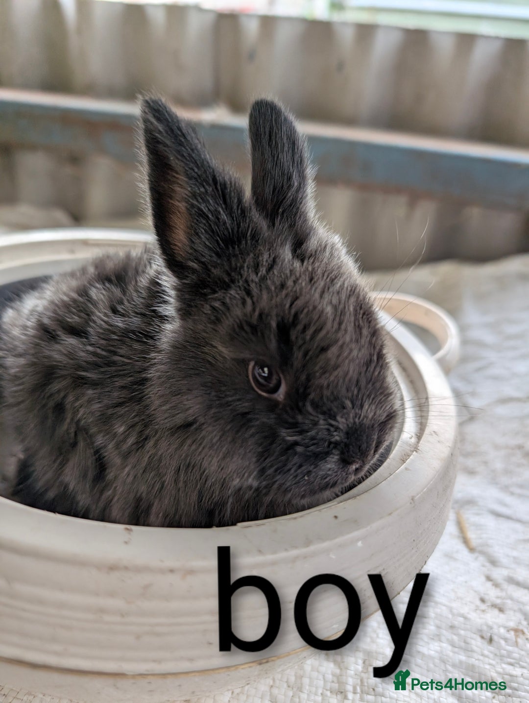 Lionhead rabbits for sale: Black otter lop x lionhead 8 week old rabbits  - Image 2