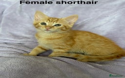 Mixed Breed cats for sale: Beautiful, friendly gingers! - Image 9
