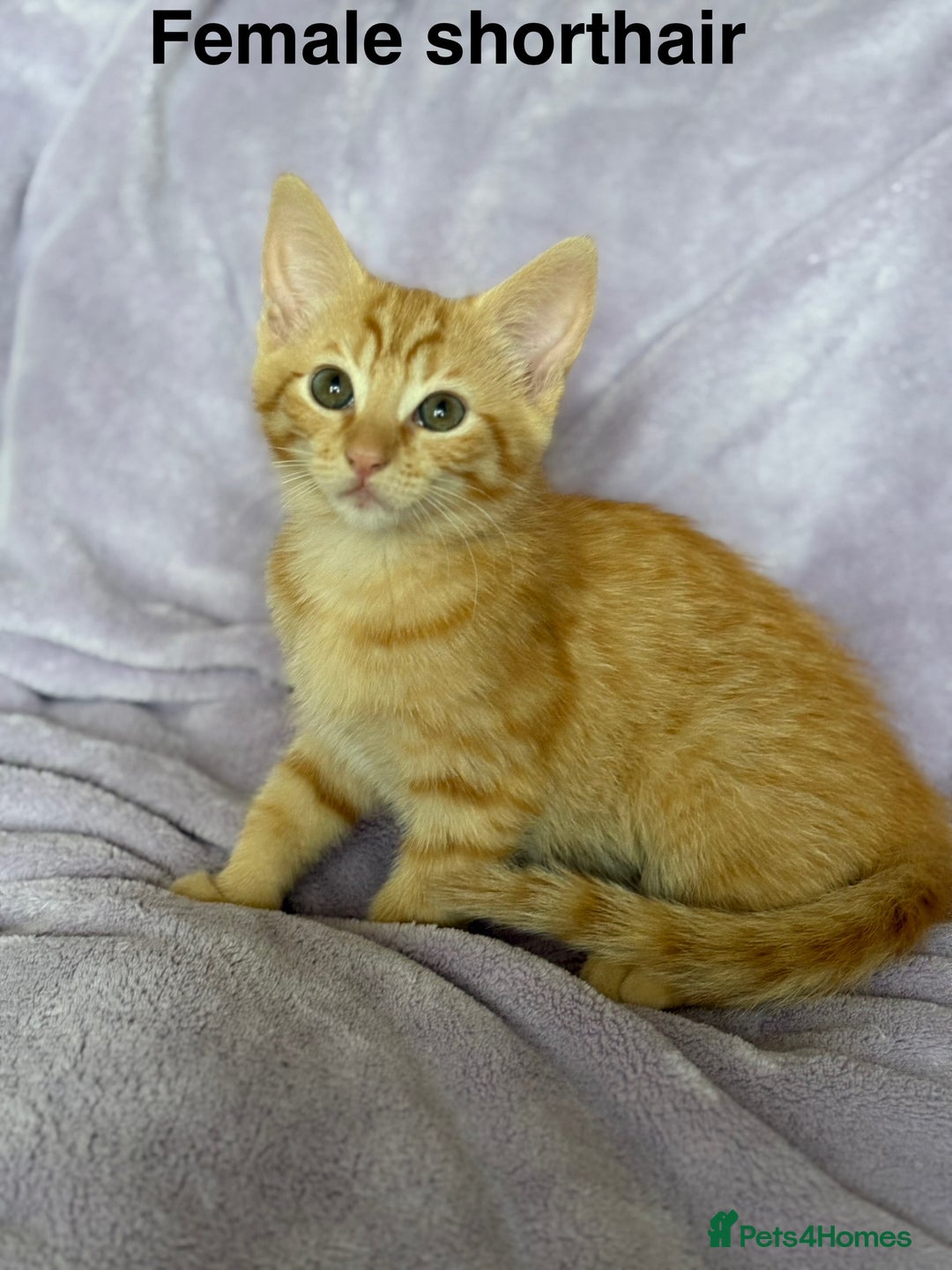 Mixed Breed cats for sale: Beautiful, friendly gingers! - Image 9