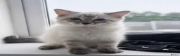 Ragdoll cats for sale: ✨ Ready now ✨ Ragdoll Siberian Kittens - Advert 17