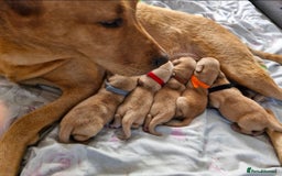 Labrador Retriever dogs for sale: Fox red Labradors  - Image 1