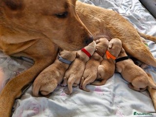 Labrador Retriever dogs Fox red Labradors - Advert 16