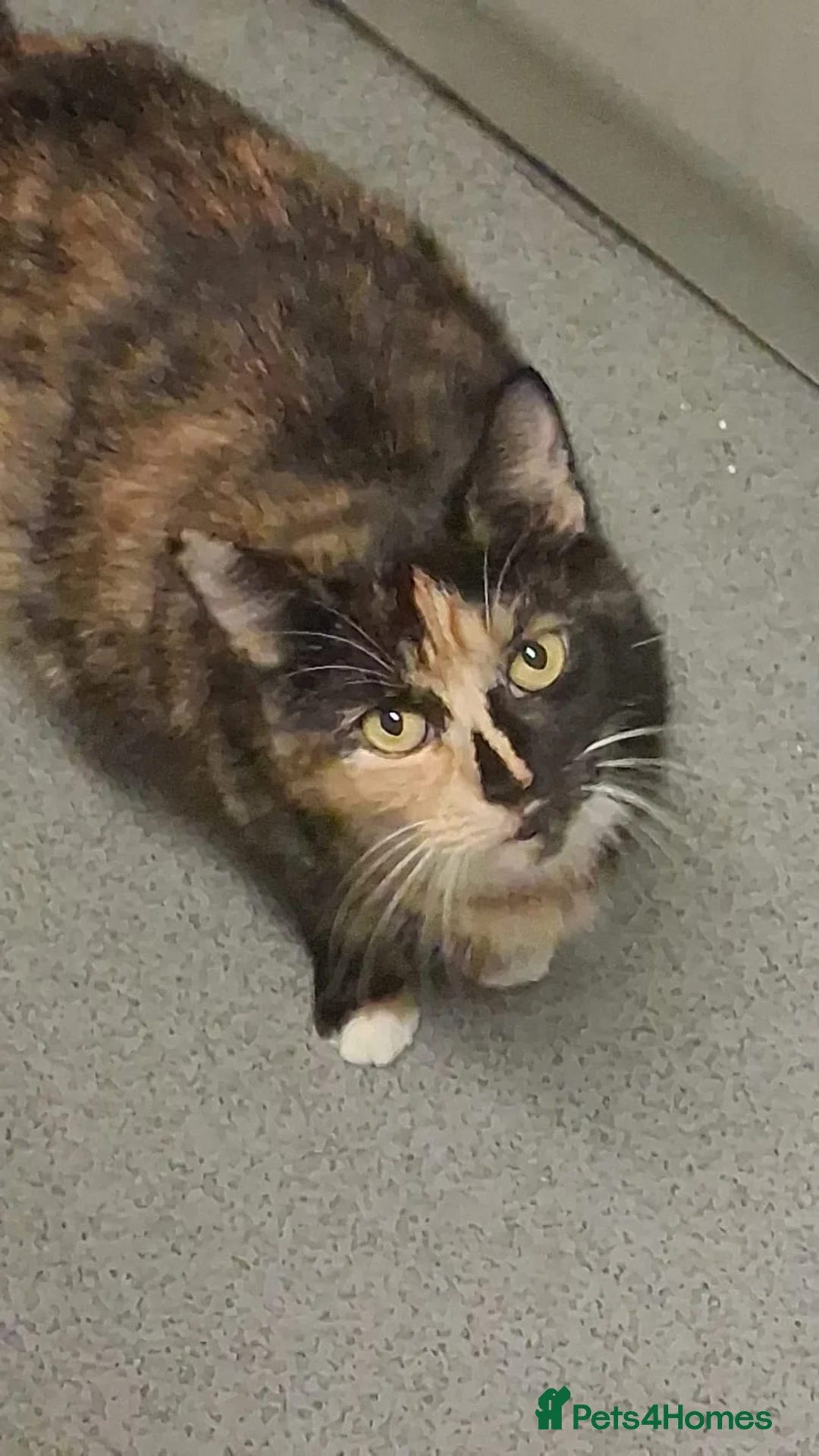 Mixed Breed cats for sale: Kittens for sale  - Advert 2