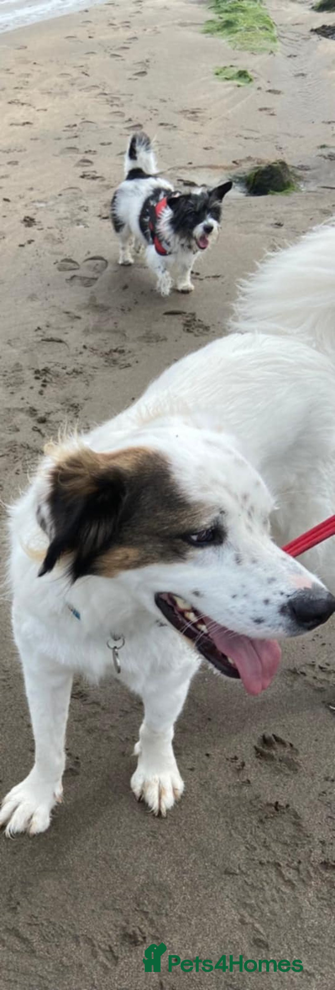 Mixed Breed dogs for adoption: Ned needs someone to believe in him 💙 - Advert 20