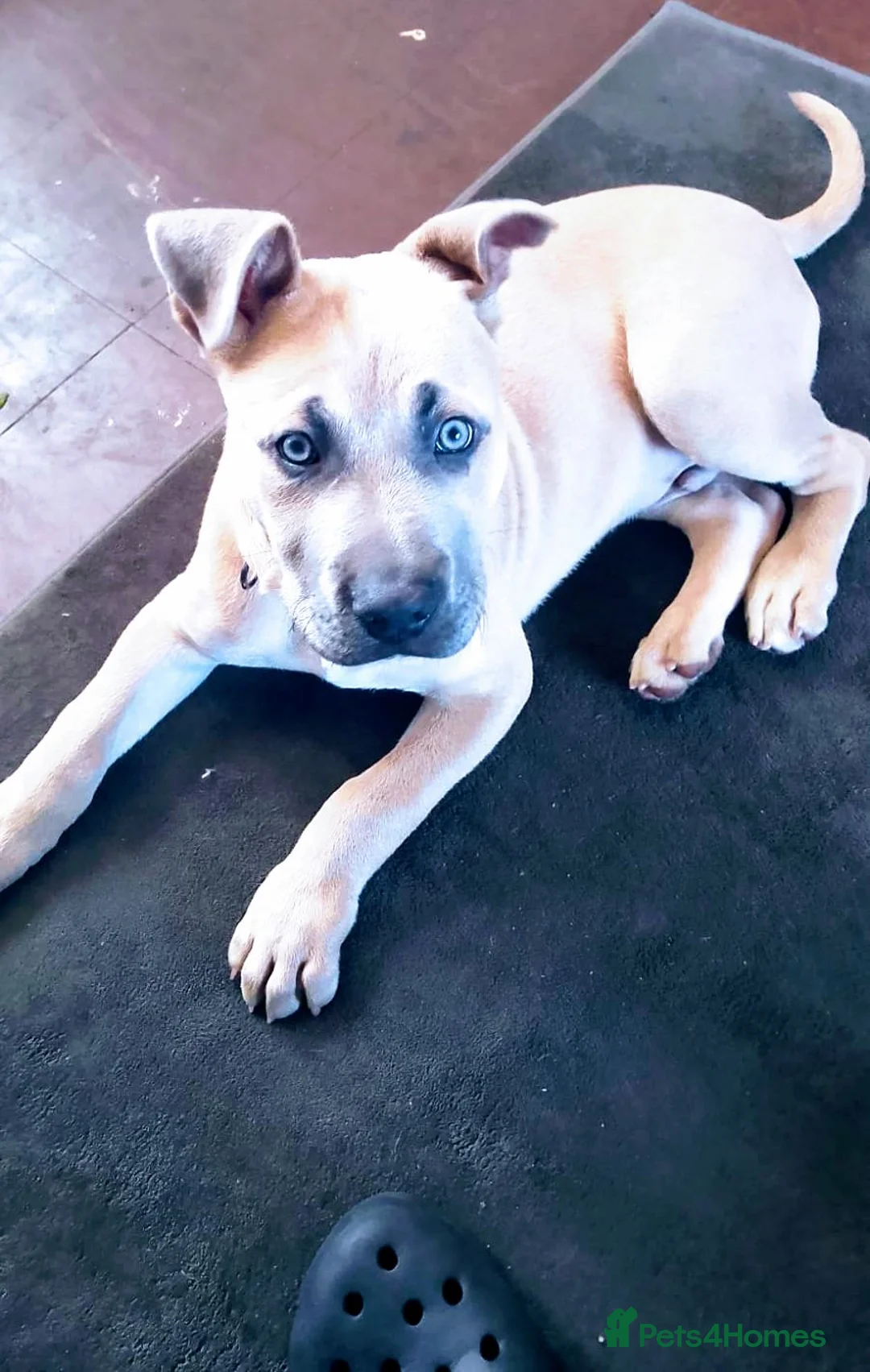 Mixed Breed dogs for sale: 14 weeks presa x mastiff puppy  - Advert 1