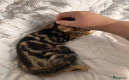 Bengal cats for sale: Bengal kittens ready now - Image 37