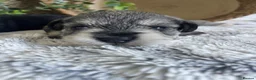 Miniature Schnauzer dogs for sale: THERAPY RAISED MINIATURE SCHNAUZERS - Advert 6