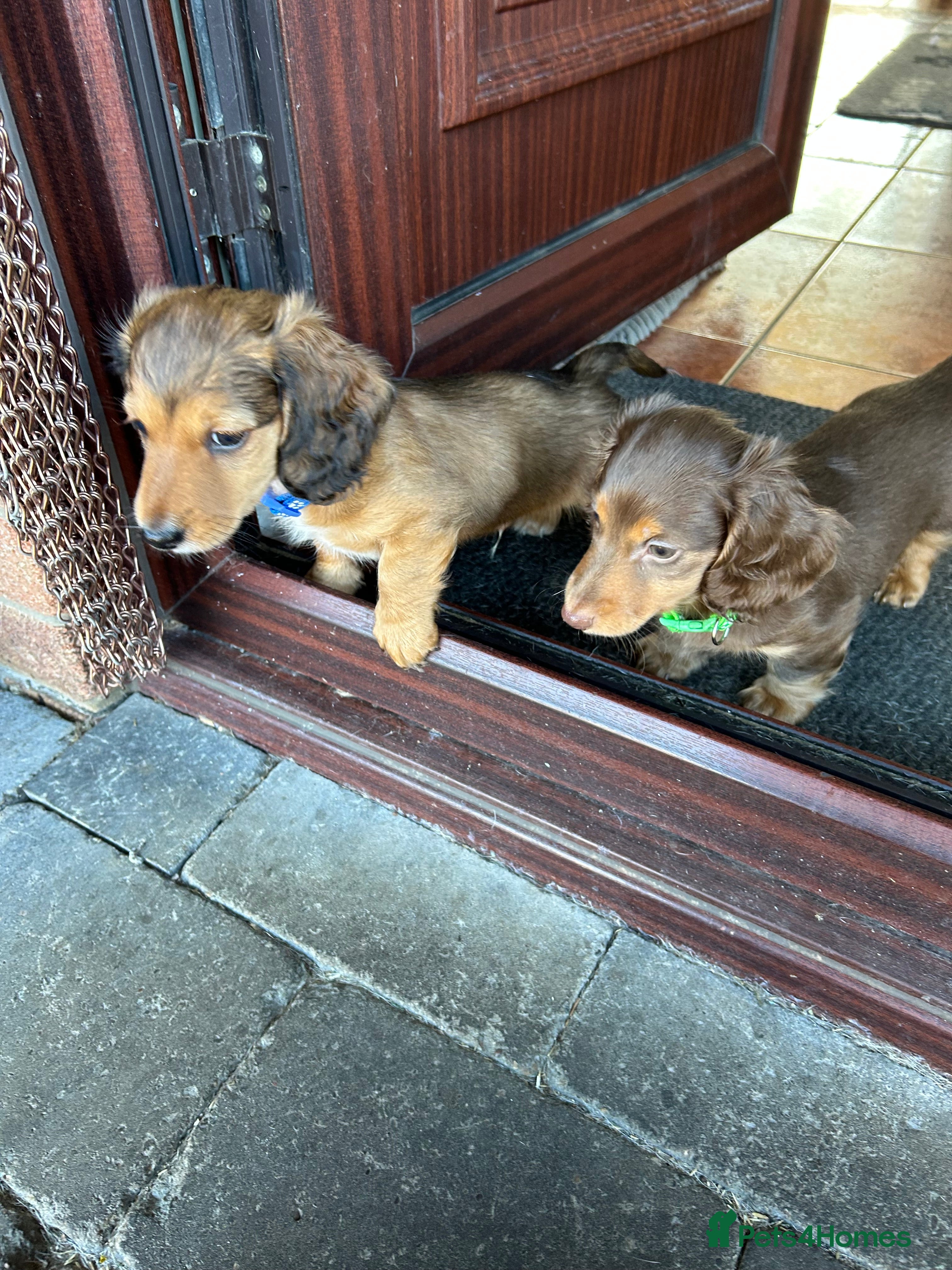 Miniature Dachshund dogs Miniature long haired dachshund  - Advert 4