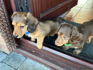 Miniature Dachshund dogs Miniature long haired dachshund - Advert 8