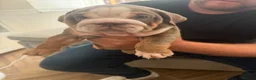 English Bulldog dogs for sale: !! Ready to leave Friday English Bulldog puppy’s ! - Advert 2