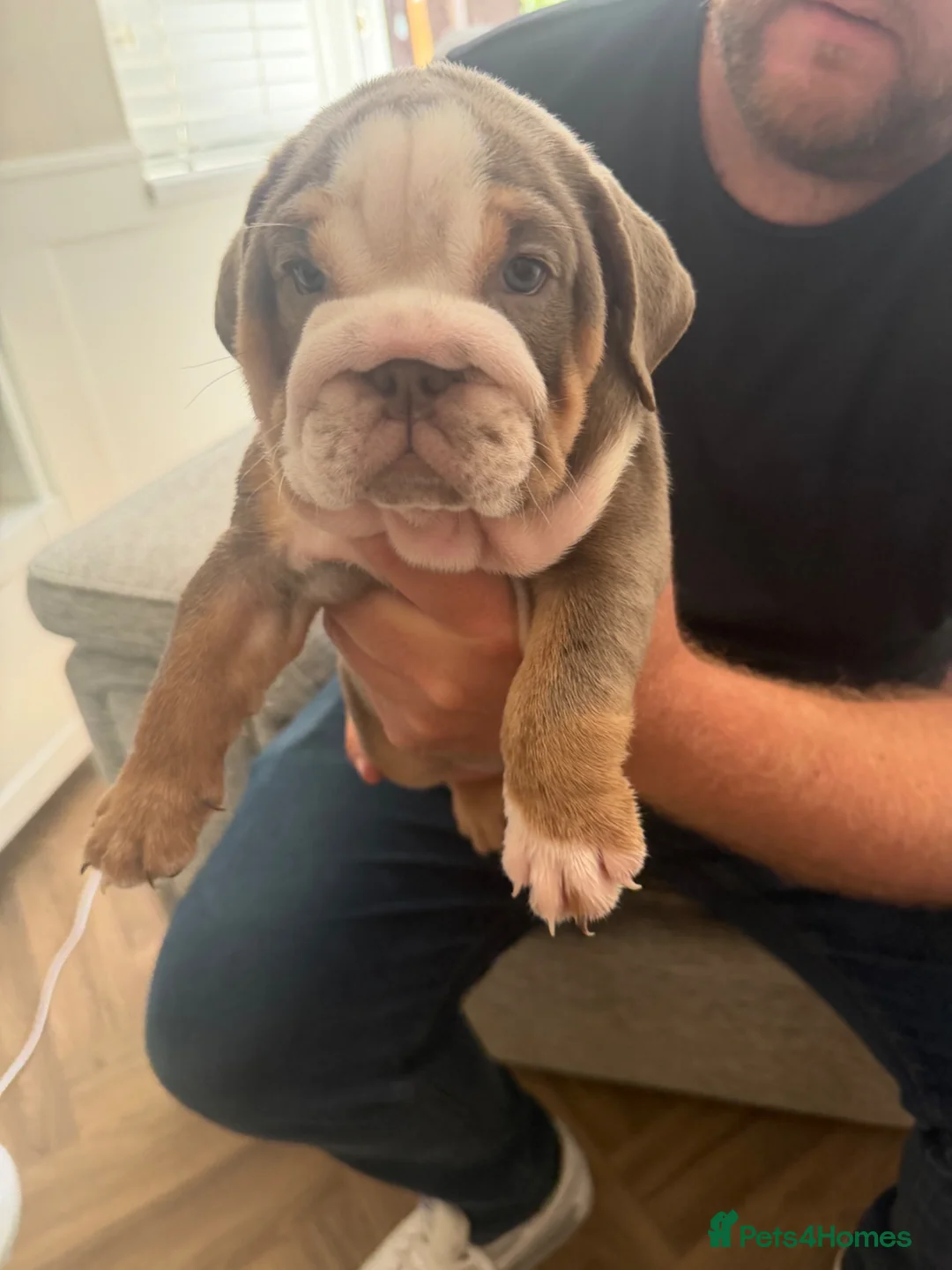 English Bulldog dogs for sale: !! Ready to leave Friday English Bulldog puppy’s ! - Advert 2