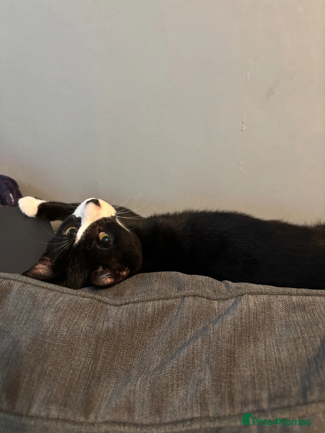 Mixed Breed cats for sale: 2 brothers for sale - Advert 2